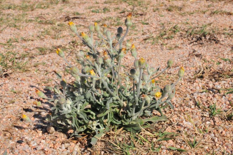 Andryala integrifolia / Lanutella